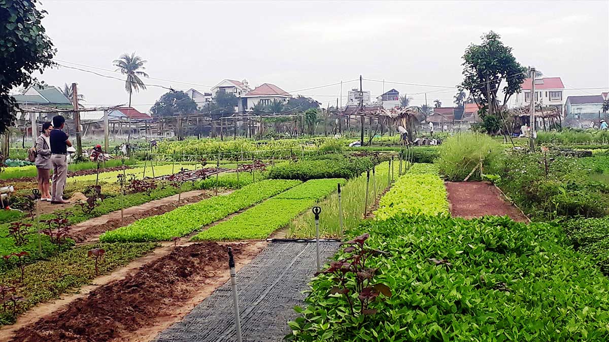 mang luoi thanh pho sang tao