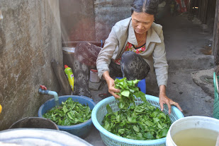 Nghề hái rau rừng ở Cù Lao Chàm