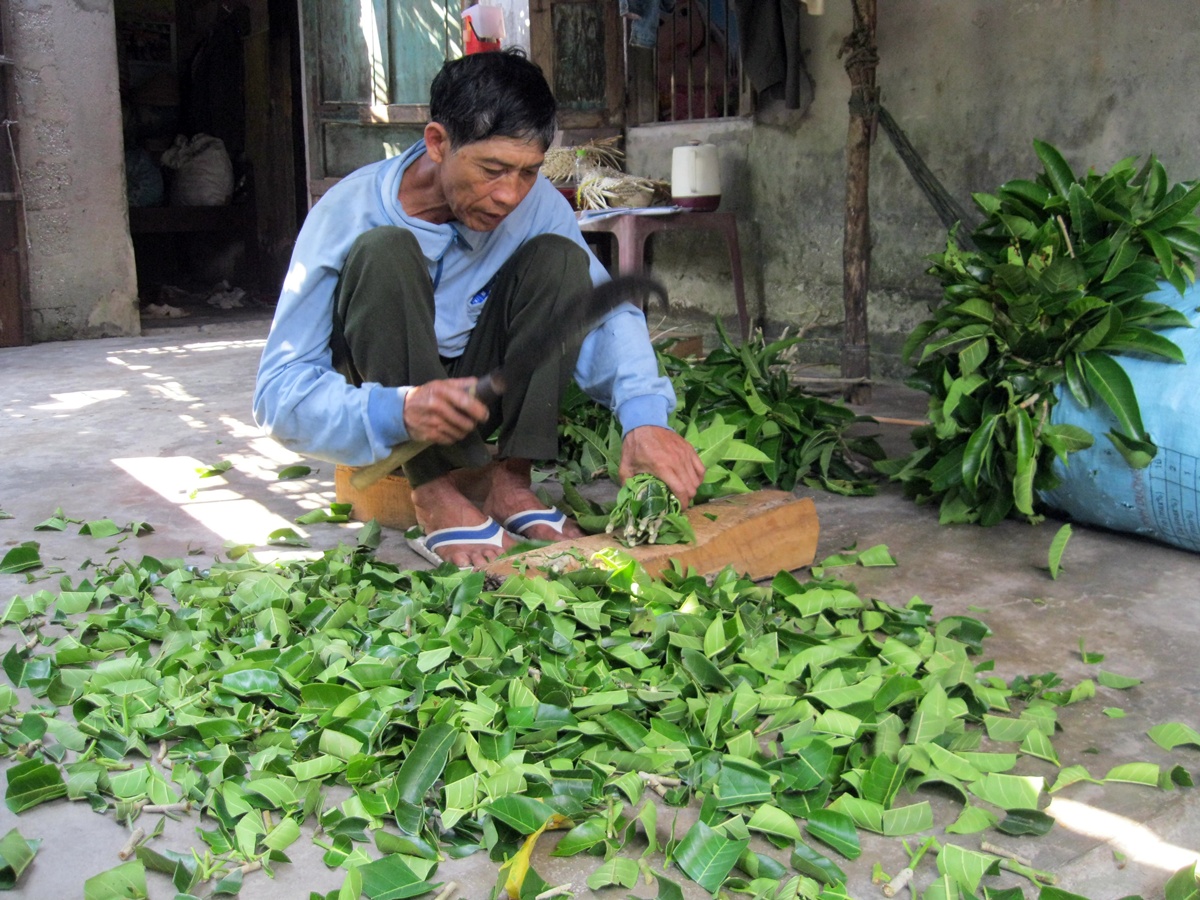 Ông Nguyễn Vinh ở Cù Lao Chàm đang băm lá bồ đề núi